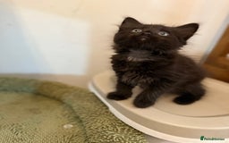 Siberian cats for sale: Full stunning siberian kittens for sale - Image 3