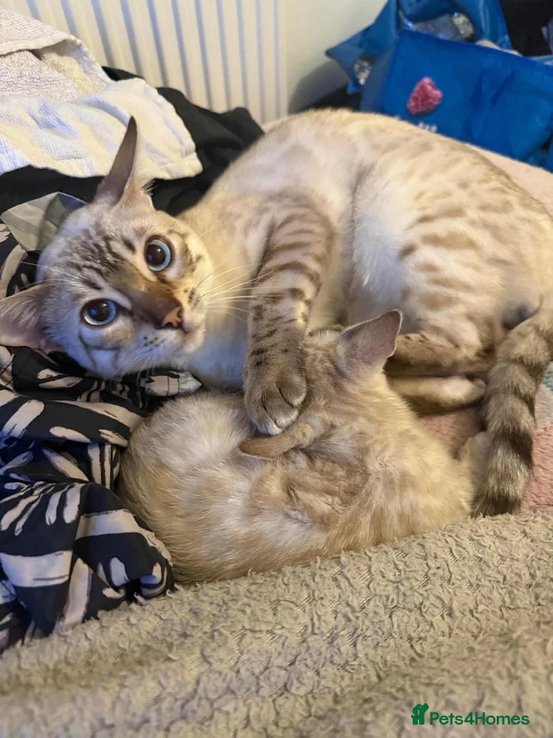 Bengal cats for sale: TICA Registered Bengals - Advert 5