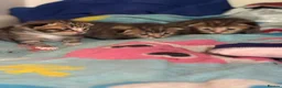 Mixed Breed cats for sale: 3 Absolute Stunning Patterned Kittens - Advert 5