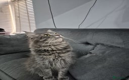 Maine Coon cats for sale: Stunning litter of maine coon kittens  - Advert 17