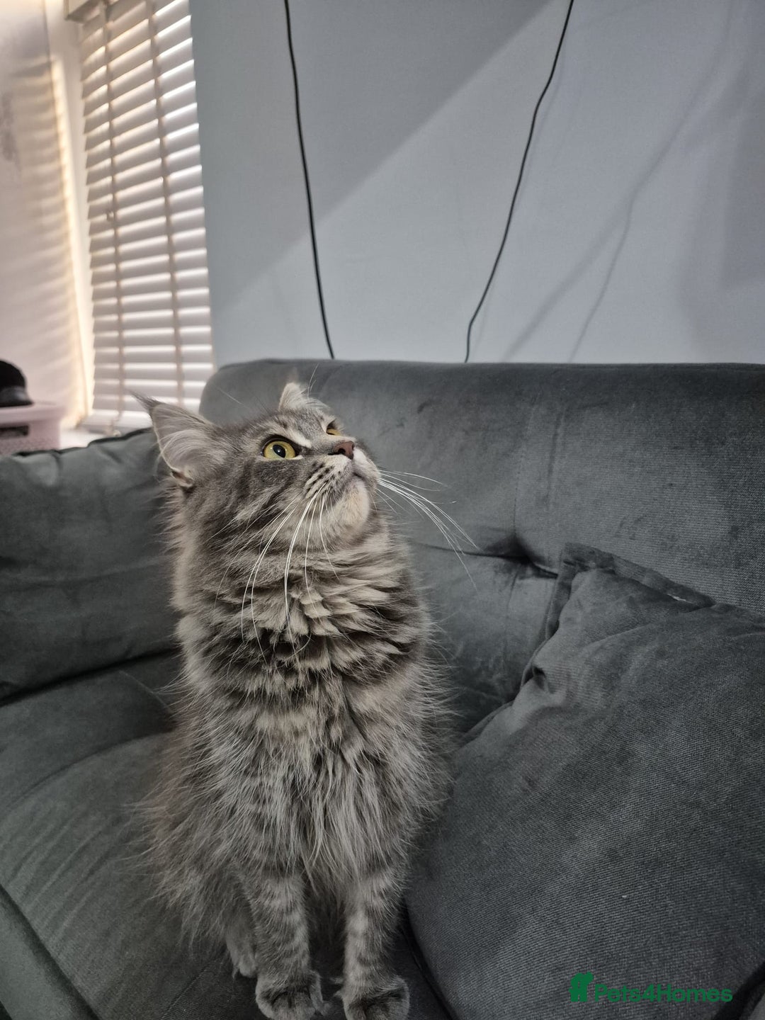 Maine Coon cats for sale: Stunning litter of maine coon kittens  - Advert 17