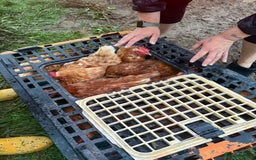 Chickens poultry for sale: Rescue Hens- collection this weekend - Image 4
