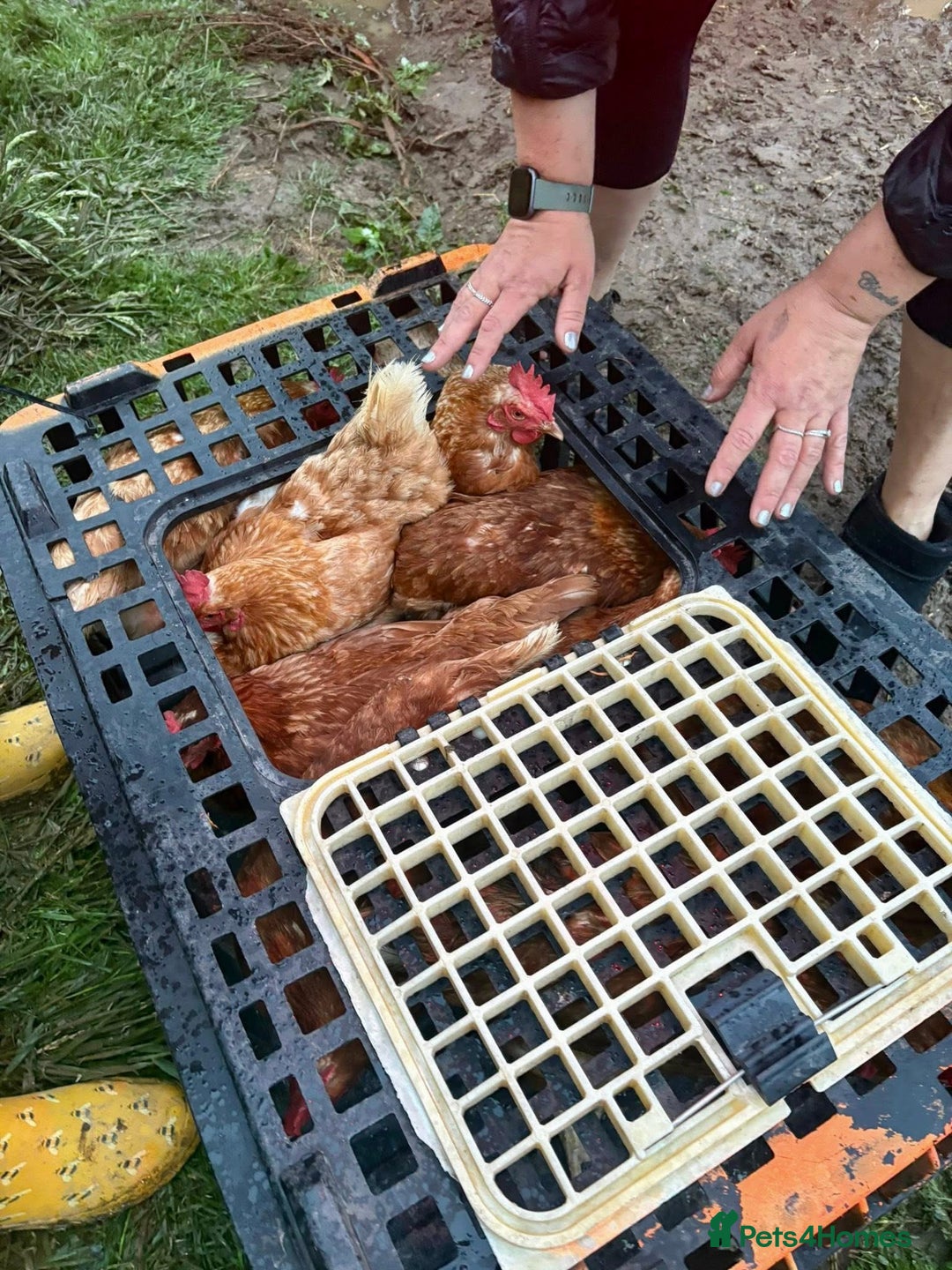 Chickens poultry for sale: Rescue Hens- collection this weekend - Image 4