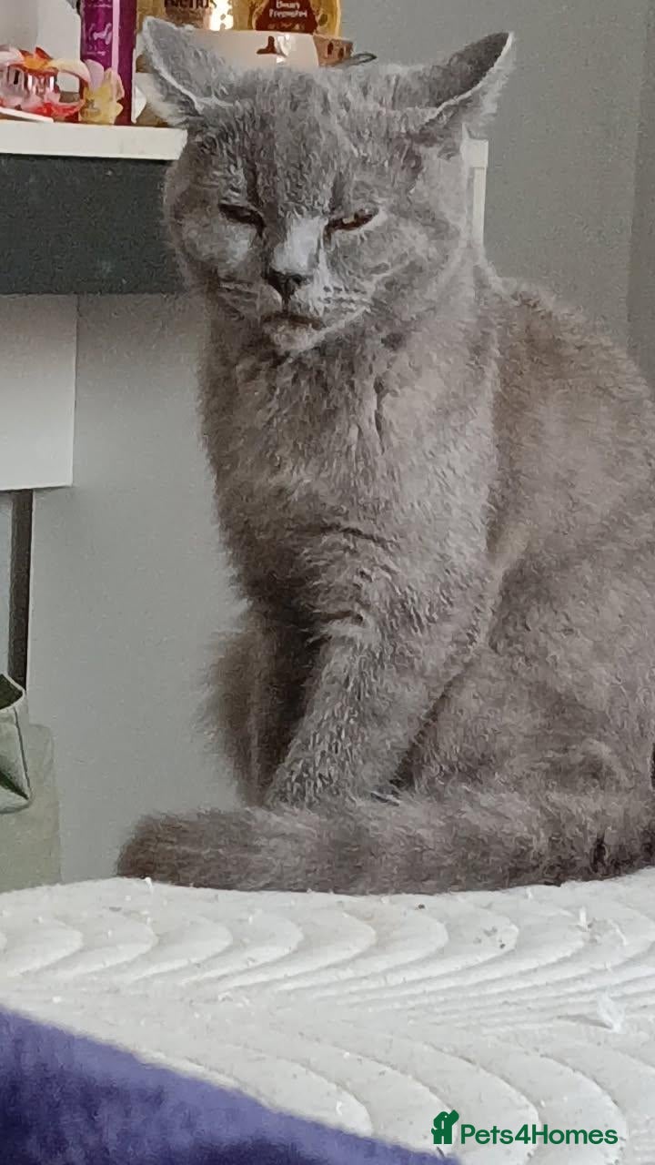 British Shorthair cats *REDUCED SIX BRITISH SHORTHAIR KITTENS - Advert 2