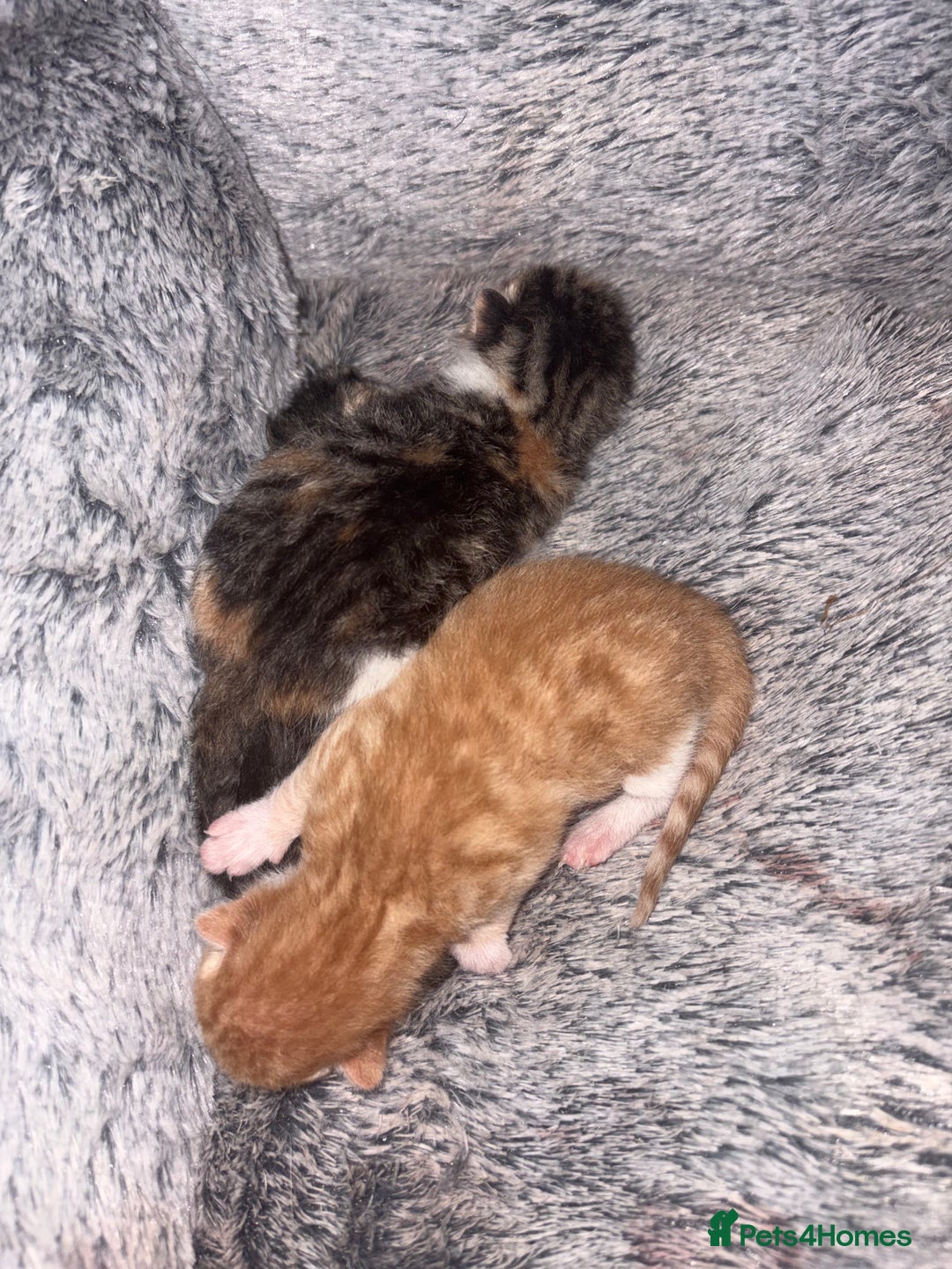 Mixed Breed cats for sale: Newborn kittens  - Advert 18