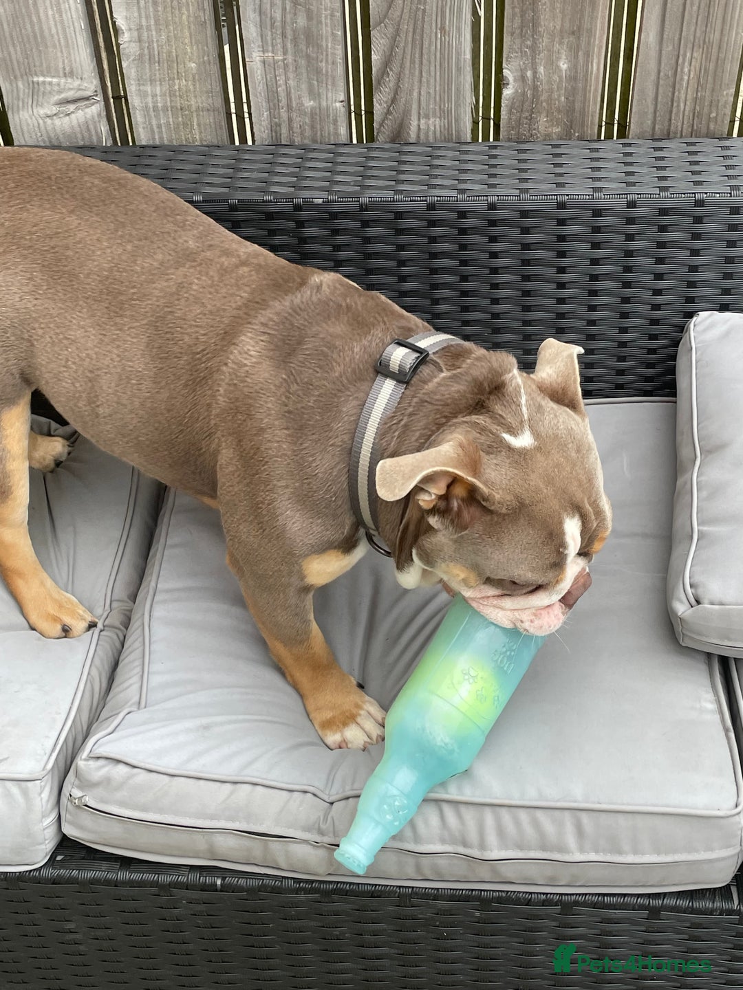 English Bulldog dogs for sale: English bulldog - Image 2