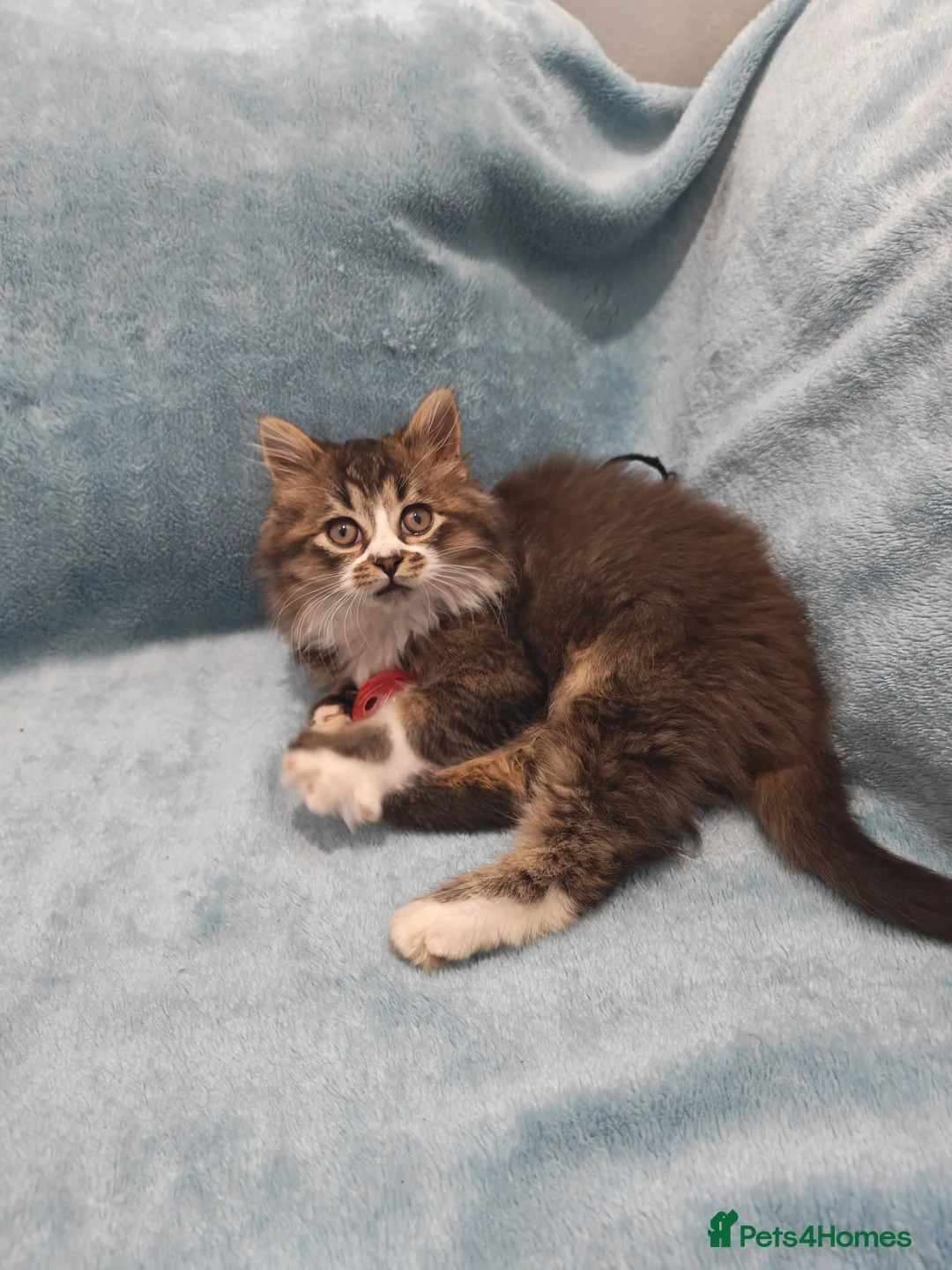 Mixed Breed cats for sale: Sccotis flod & Fluffy kittens VIDEOS - Advert 32