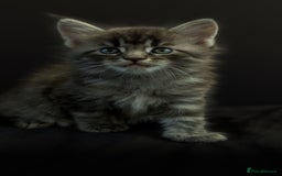 Maine Coon cats for stud: Championship European line Black Silver Tabby Stud - Advert 6