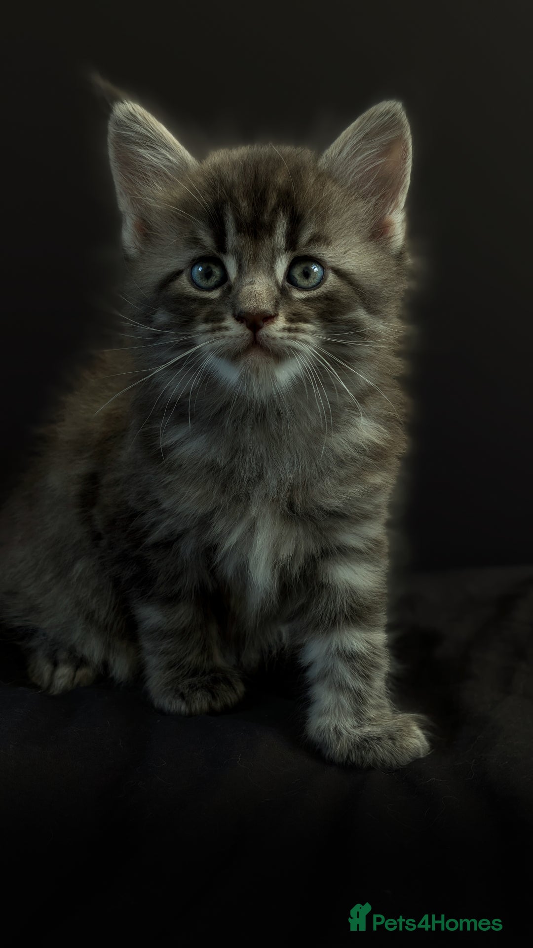 Maine Coon cats for stud: Championship European line Black Silver Tabby Stud - Advert 6
