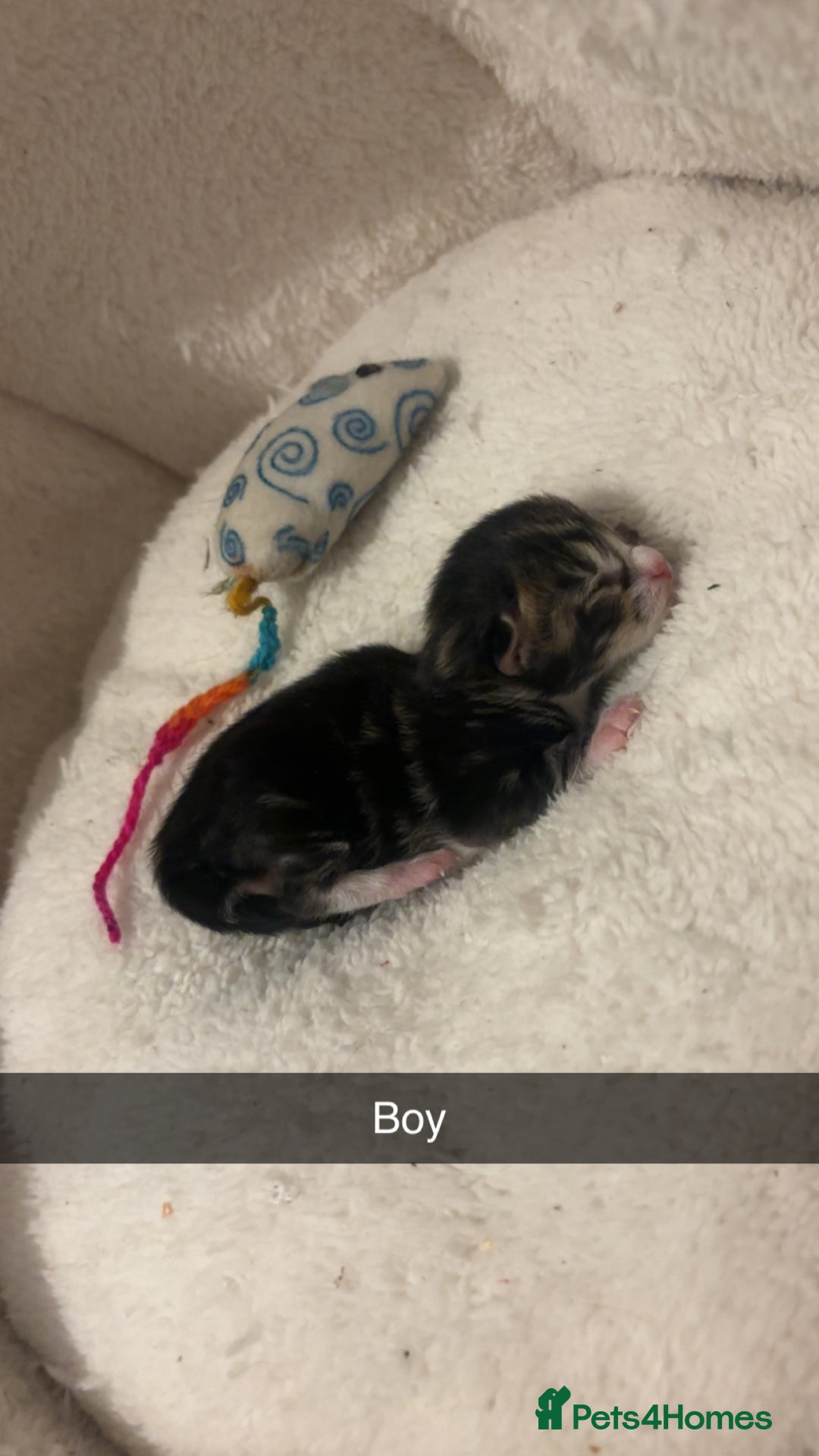 Mixed Breed cats for sale: 4 beautiful kittens for sale, available Halloween - Image 5