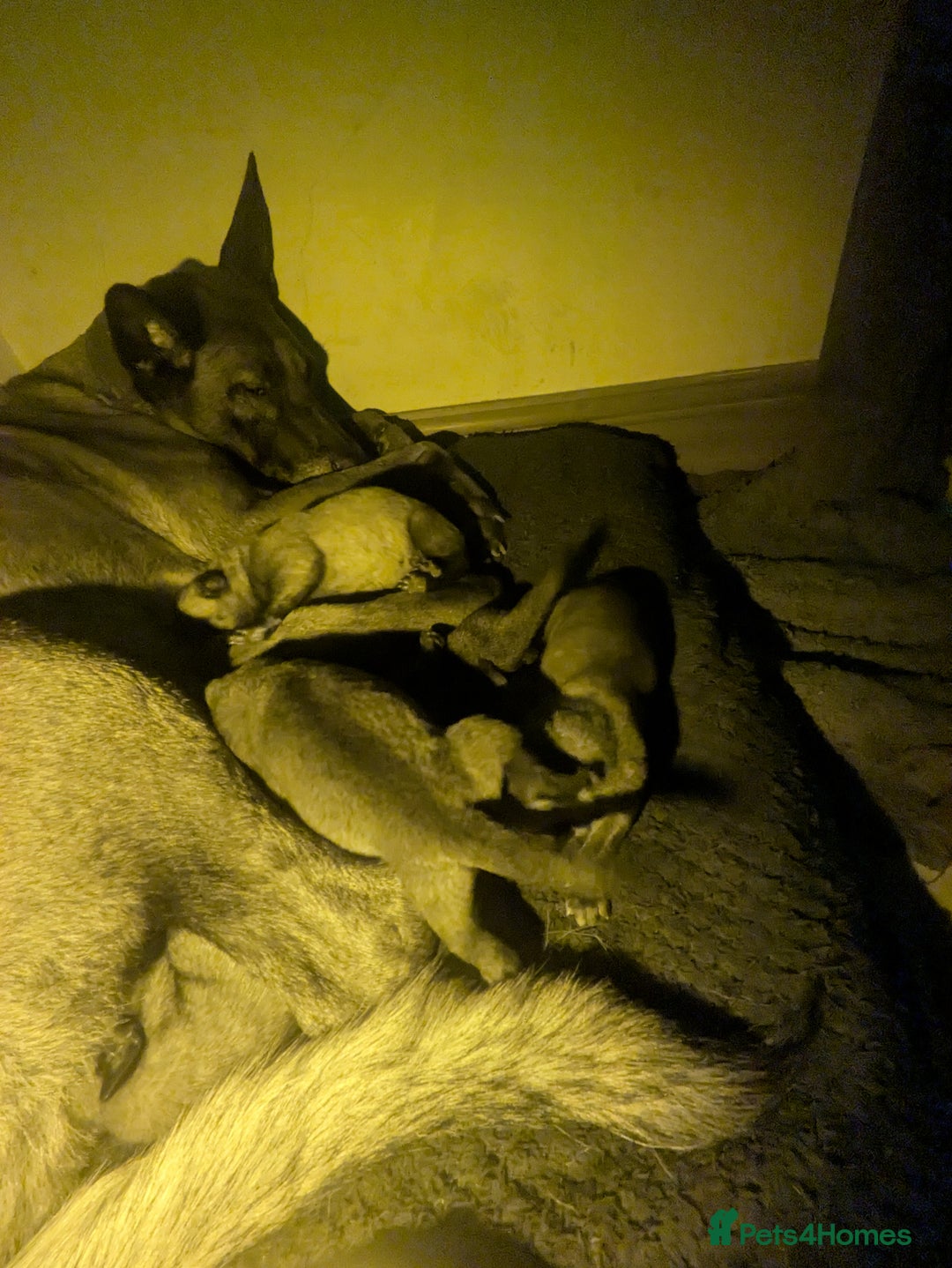 Belgian Shepherd Dog dogs for sale: Belgian Shepherd - Malinois  - Advert 33