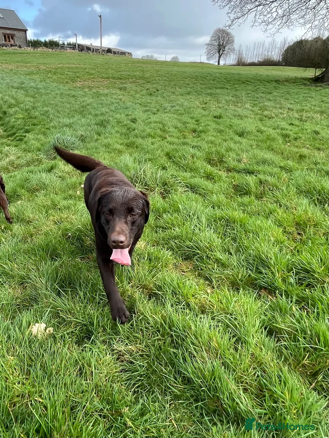 Labrador Retriever dogs for sale: 0/0 hips ⭐️ HEALTH TESTED KC REG chocolate puppies in Llanybydder - Advert 15