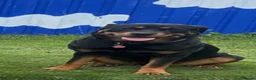 Rottweiler dogs for sale: Chunky Rottweiler puppies  in Sheffield - Advert 14