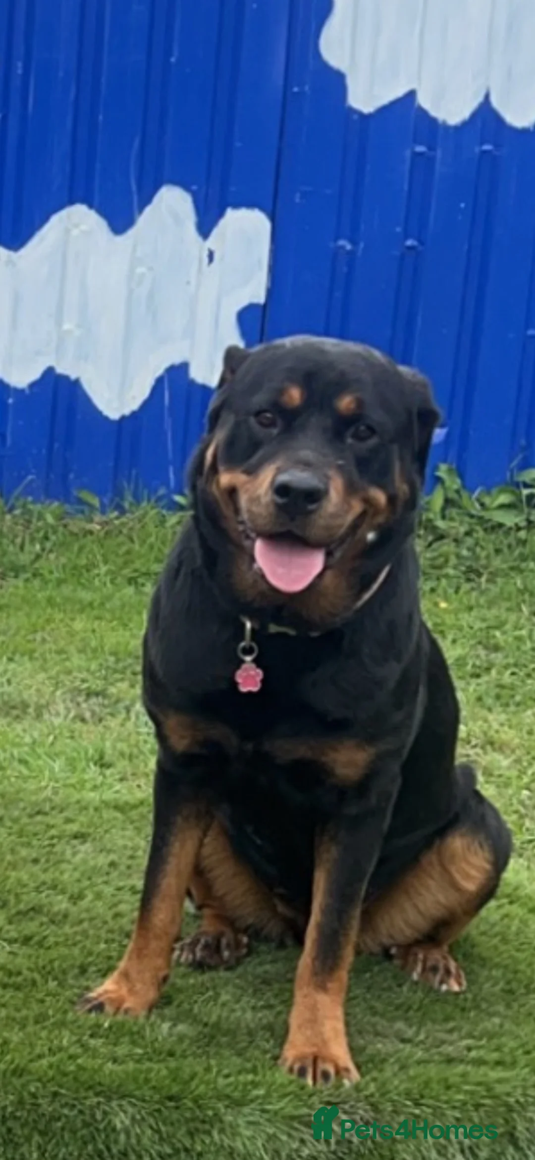 Rottweiler dogs for sale: Chunky Rottweiler puppies  in Sheffield - Advert 14