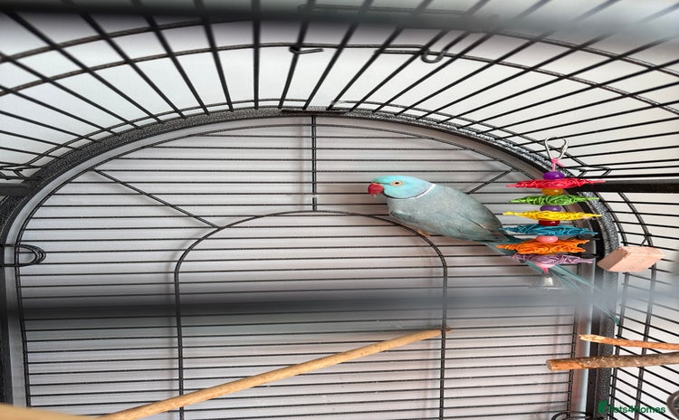 Parakeets birds - Advert 2
