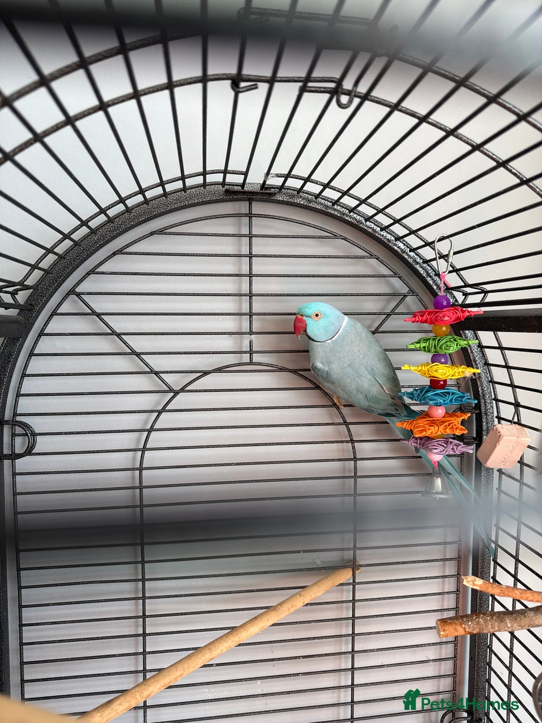 Parakeets birds for sale: Lovely Indian ring neck - Image 1