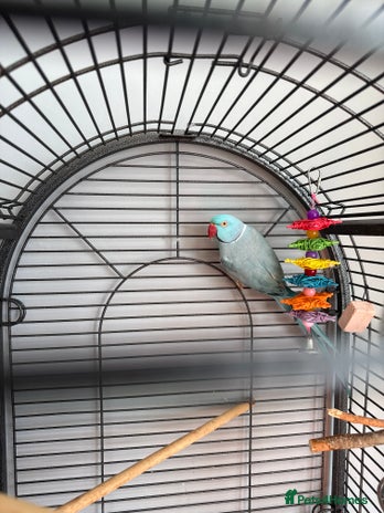 Parakeets birds - Advert 6
