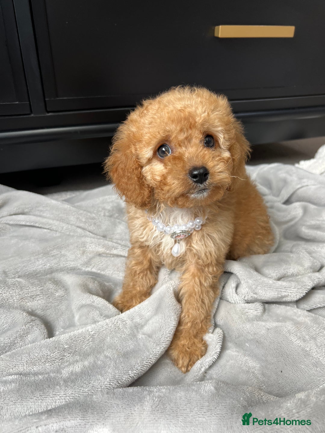 Cavapoo dogs for sale: Stunning Cavapoos  - Image 13