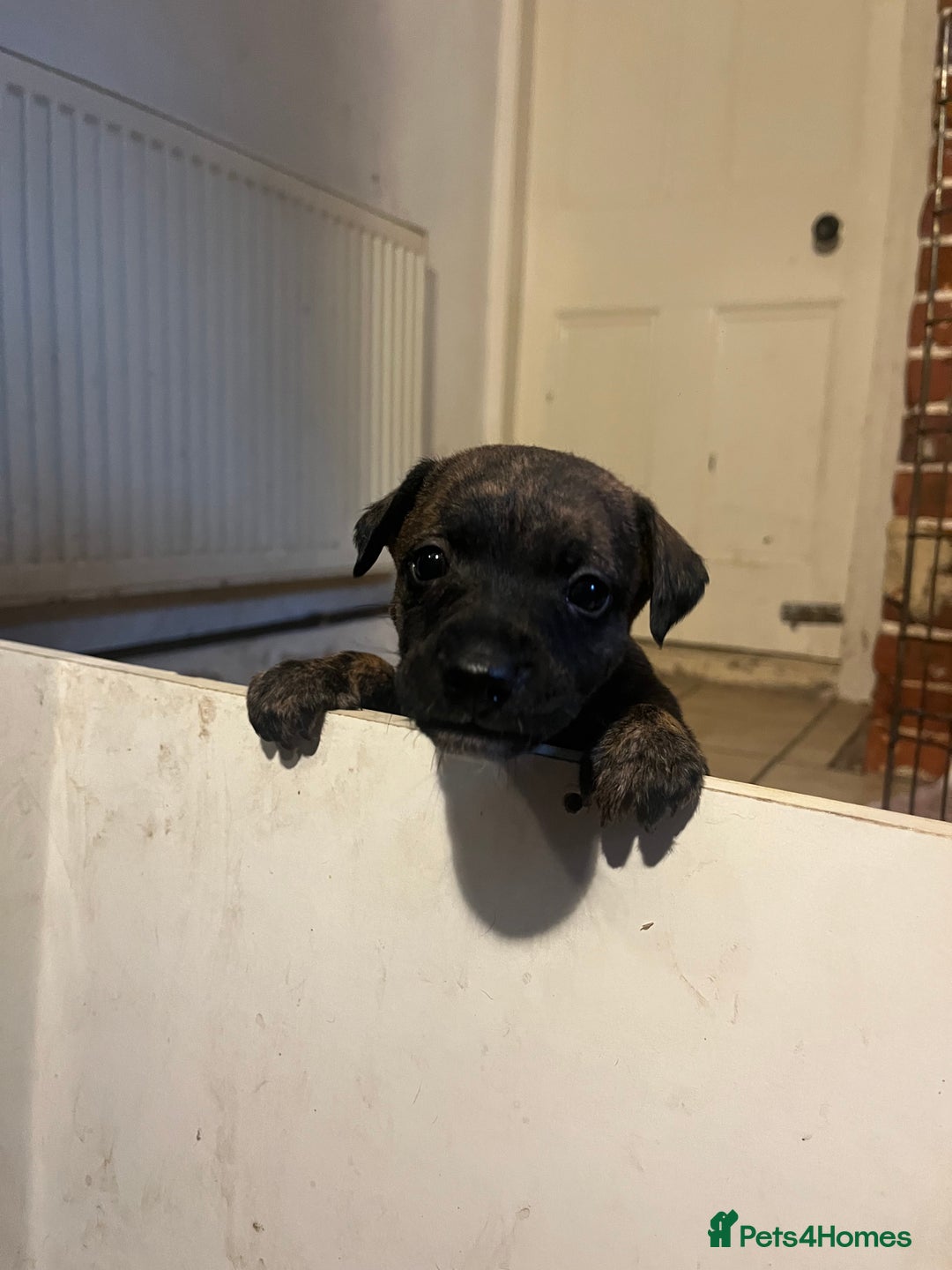 Mixed Breed dogs for sale: Beautiful Whippet X  - Image 8