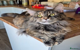Maine Coon cats for sale: 5 week old Pure Bred Maine Coons for sale. - Image 23