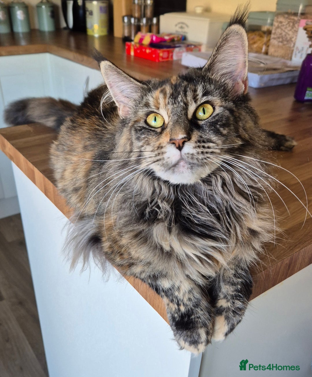 Maine Coon cats for sale: 5 week old Pure Bred Maine Coons for sale. - Image 23