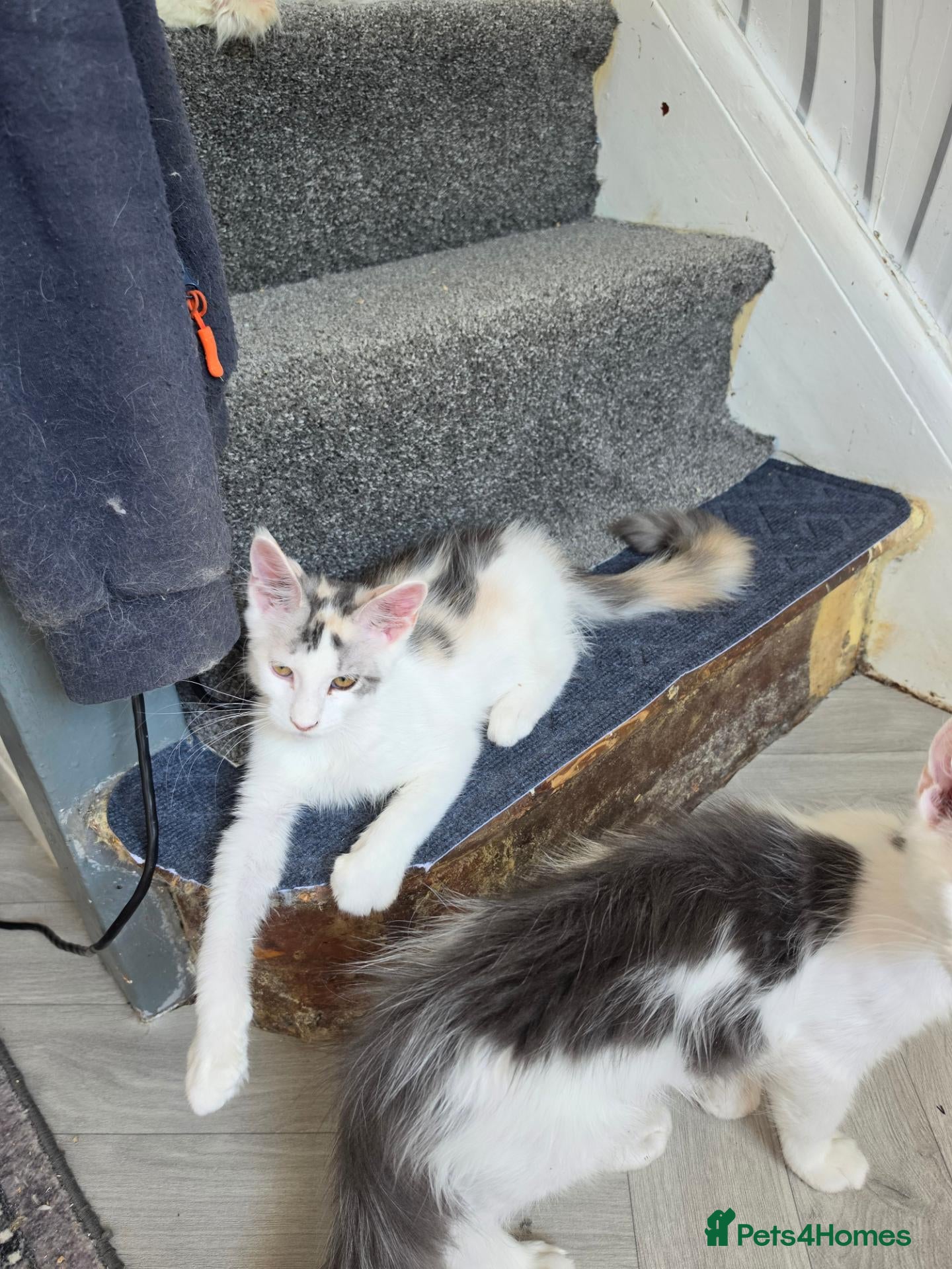 Maine Coon cats TICA REGISTERED STUNNING KITTENS  - Advert 18