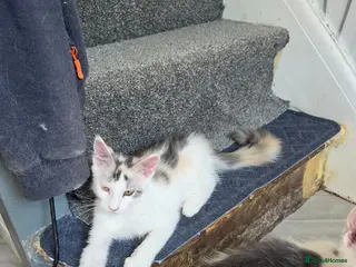 Maine Coon cats TICA REGISTERED STUNNING KITTENS - Advert 18