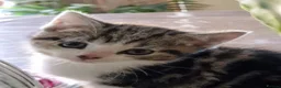 Mixed Breed cats for sale: Adorable Mixed British Shorthair Kittens 🐾 - Advert 4