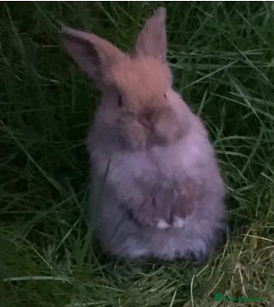 Mini Lop rabbits for sale: Beautiful friendly mini lop babies - Advert 5