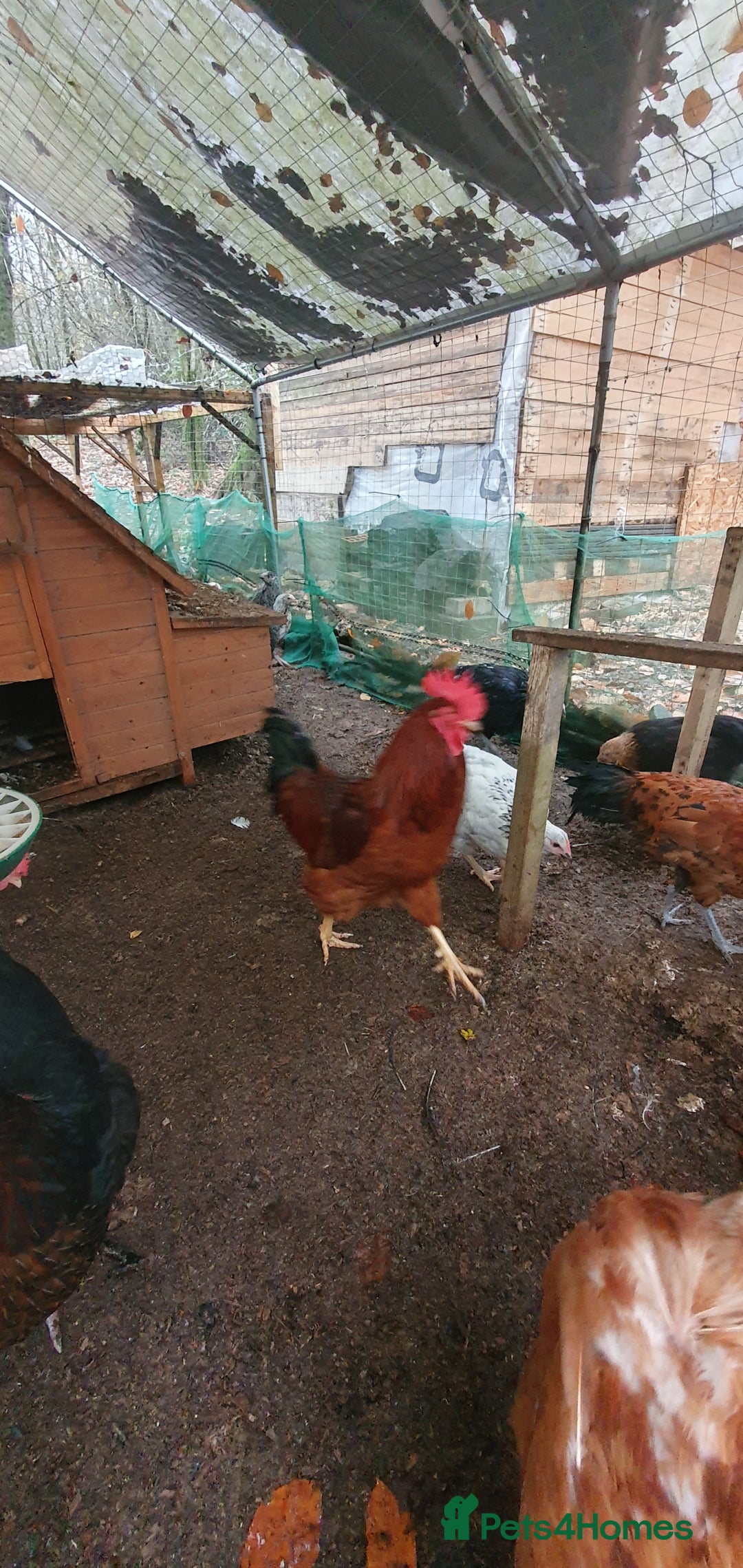 Chickens poultry for sale: Farm yard mix of laying hens and point of lay - Image 10