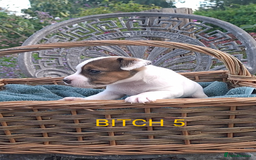 Jack Russell dogs for sale: Tremendous JRT puppies  - Image 25