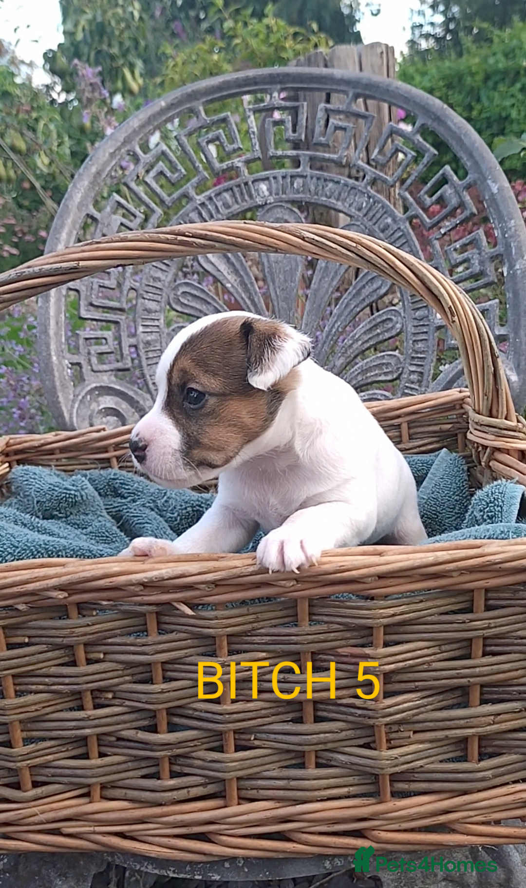 Jack Russell dogs for sale: Tremendous JRT puppies  - Image 25