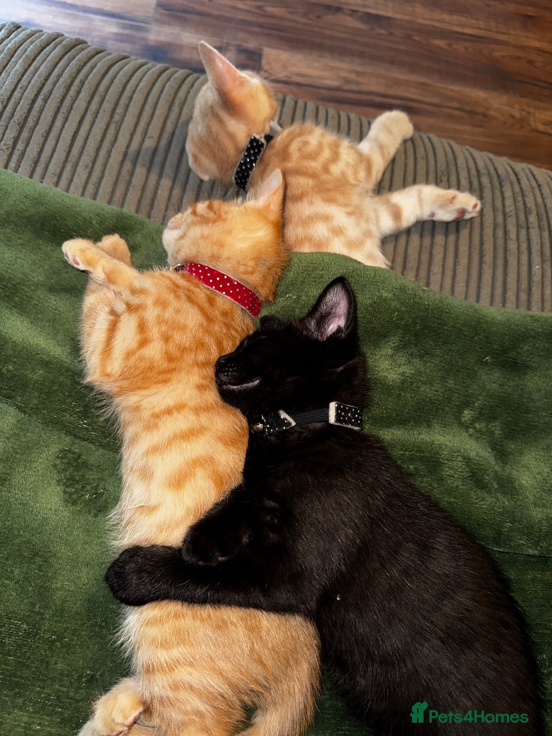 Mixed Breed cats for sale: Maine Coon X kittens ready to leave - Image 8