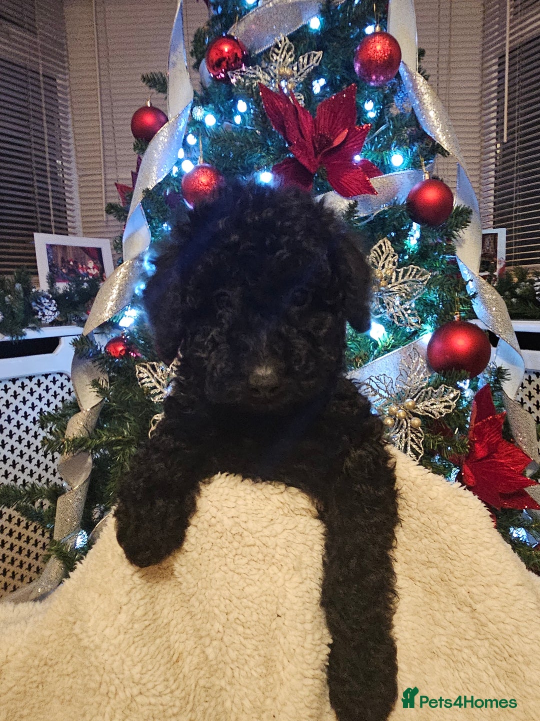 Cockapoo dogs for sale: Cockerpoo puppies - Advert 7