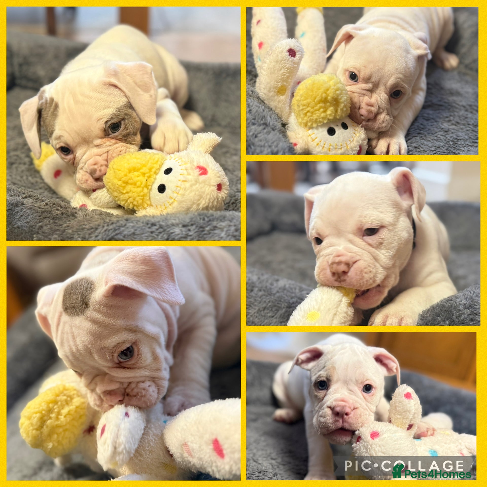 Olde English Bulldogge dogs 9 Olde English Bulldogge NEBBR registered puppies - Advert 1