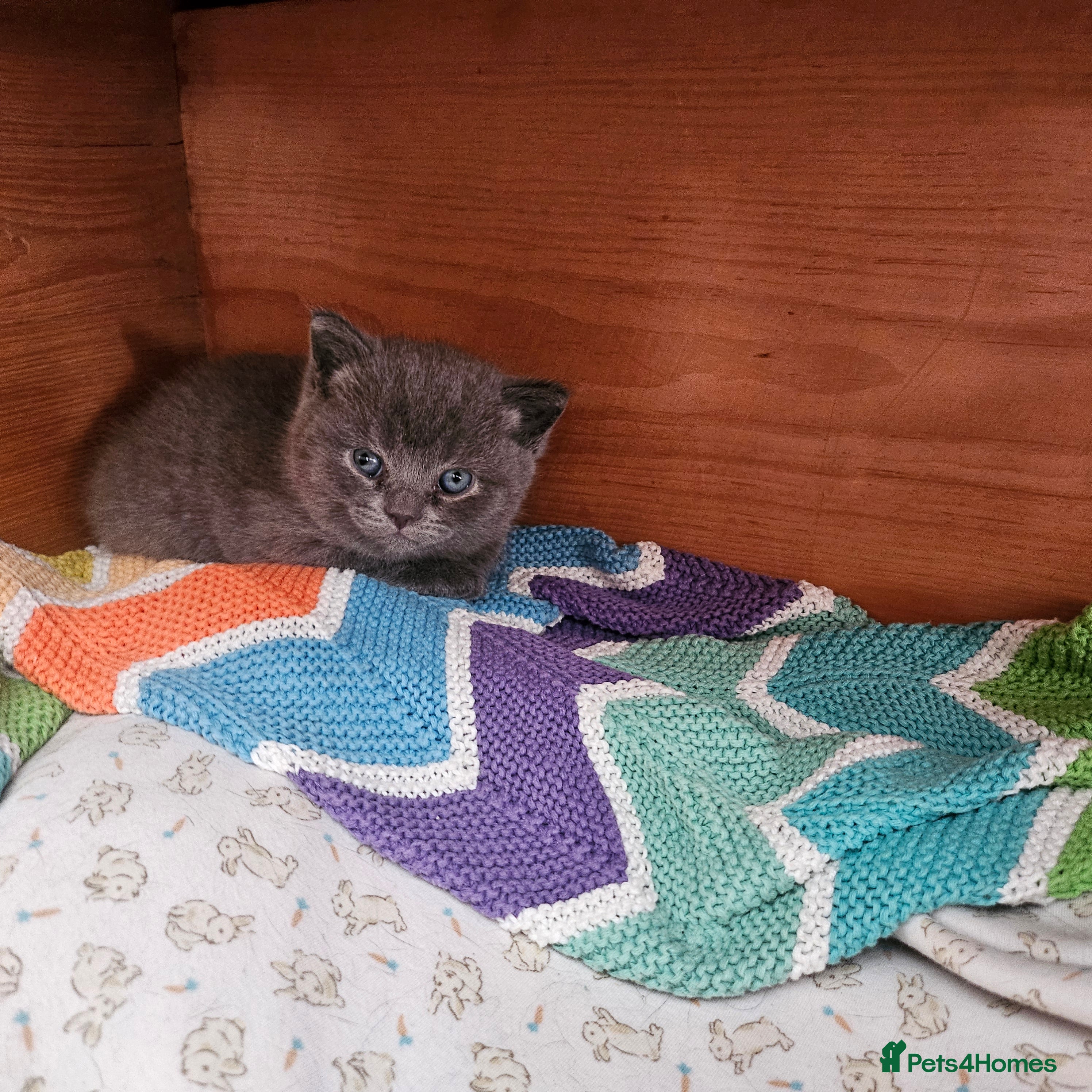 British Shorthair cats Male 3/4 BSH blue - Advert 4