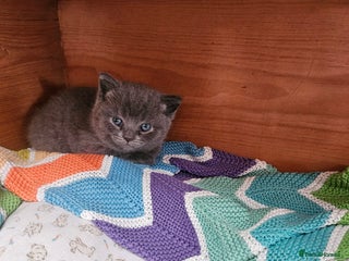 British Shorthair cats Male 3/4 BSH blue - Advert 1