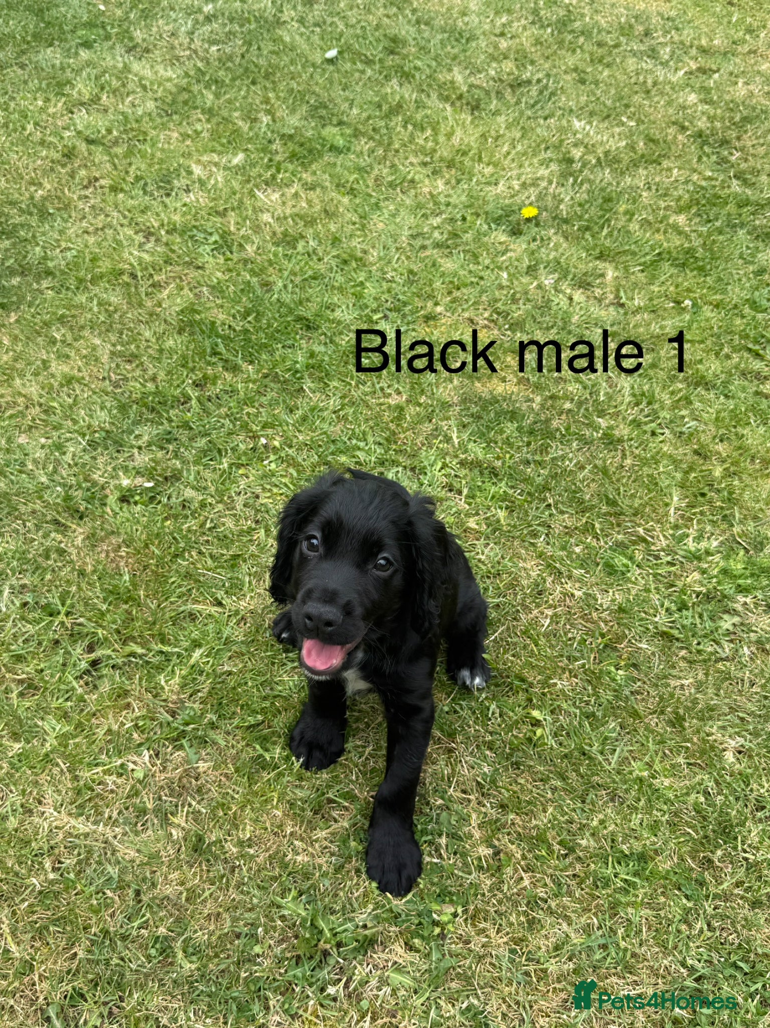 Cocker Spaniel dogs for sale: Beautiful cocker spaniel puppies *3 left* - Advert 15