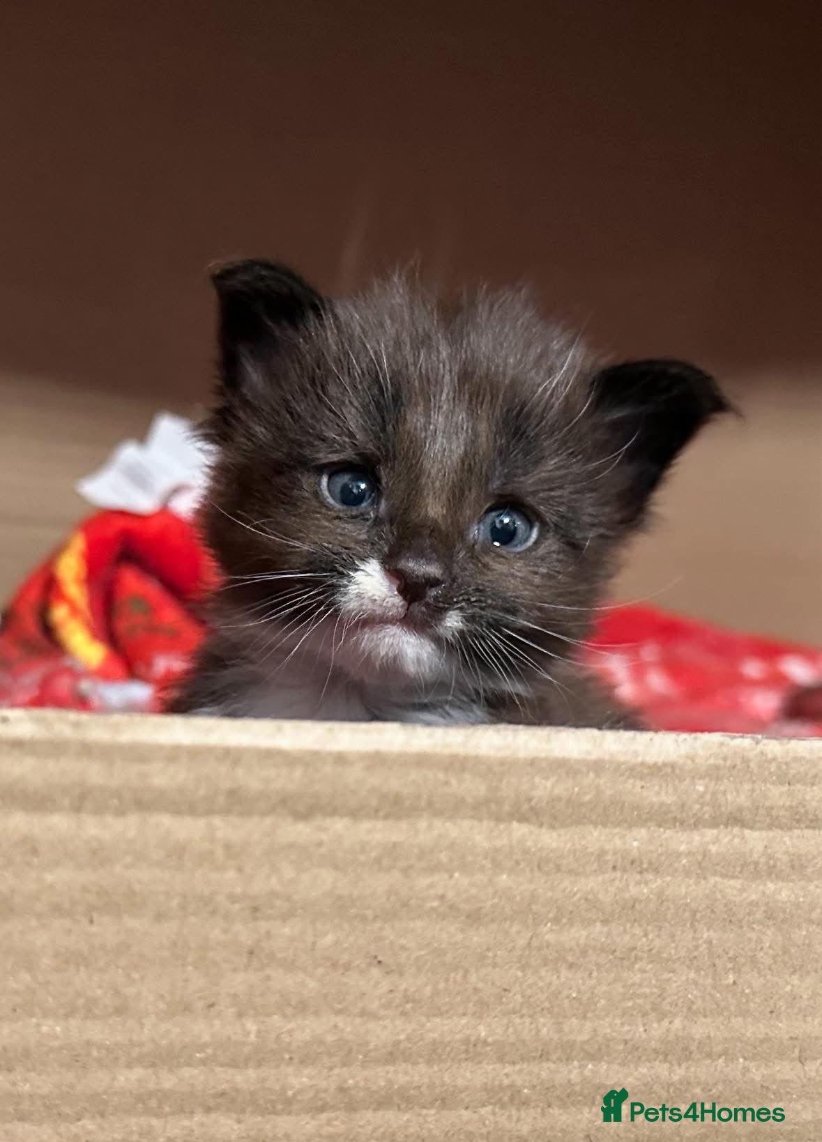 Maine Coon cats Pedigree, Registered Maine Coon Kittens  - Advert 1