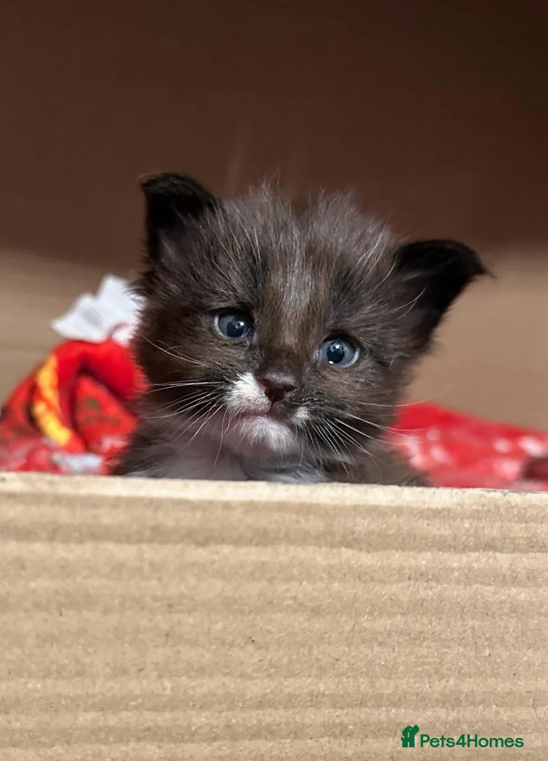 Maine Coon cats for sale: Pedigree, Registered Maine Coon Kittens  - Advert 1