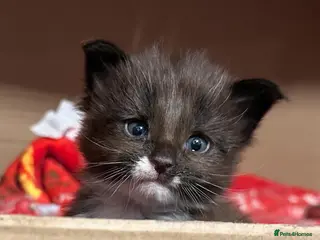 Maine Coon cats Pedigree, Registered Maine Coon Kittens - Advert 1