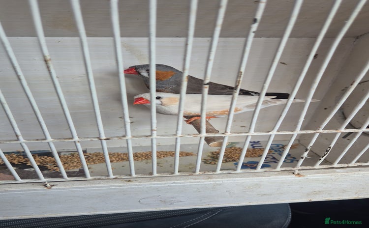 Finches birds - Advert 1