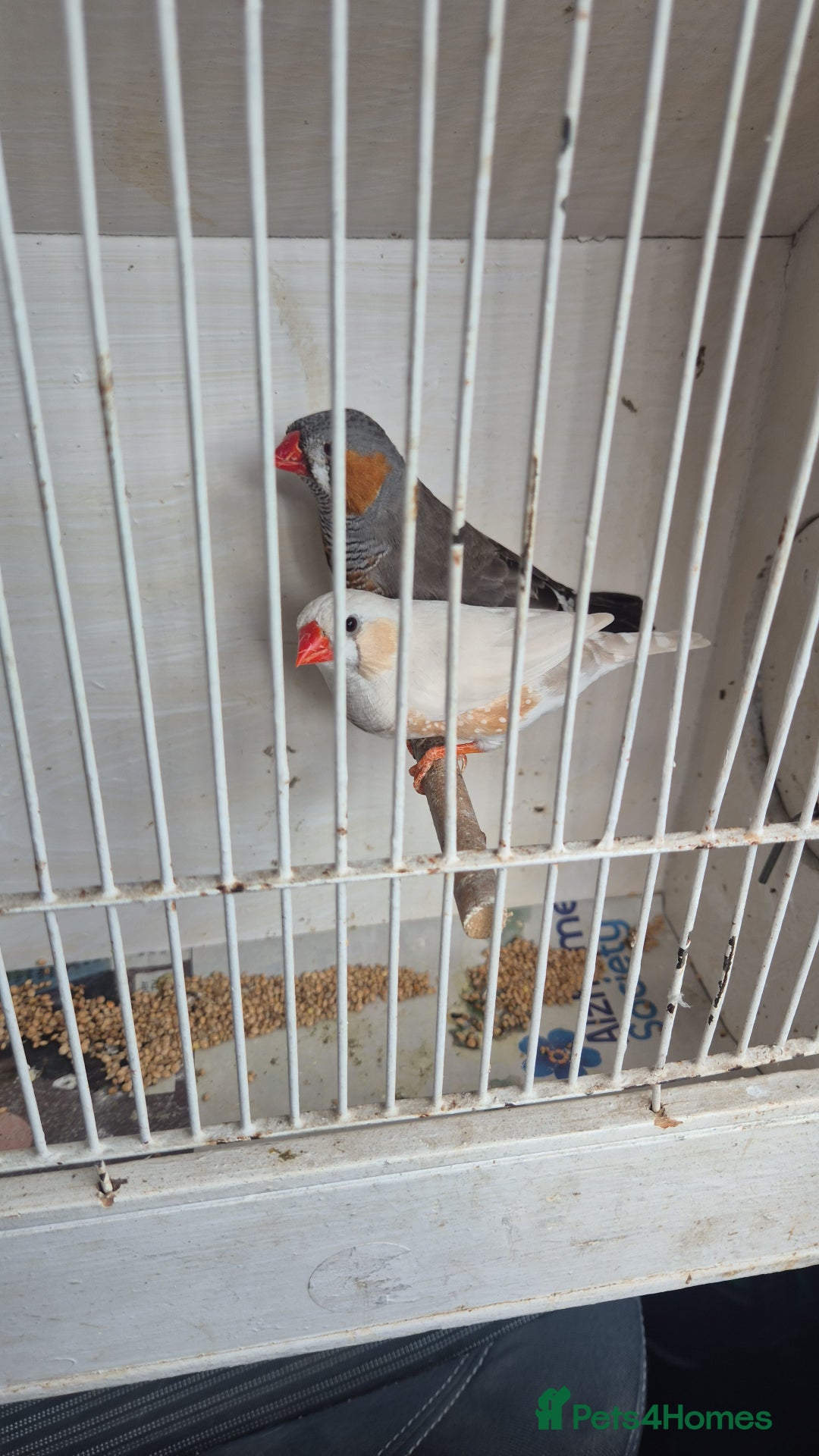 Finches birds for sale: ZEBRA FINCHES FOR SALE - Image 1