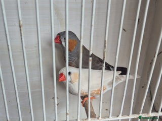 Finches birds - Advert 5