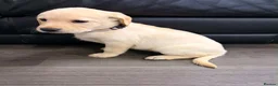 Labrador Retriever dogs for sale: 6x KC Reg Labrador's 3b /3g  2 black 4 Golden - Advert 14