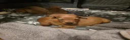 Dachshund dogs for sale: Dachshund Puppies - Advert 4