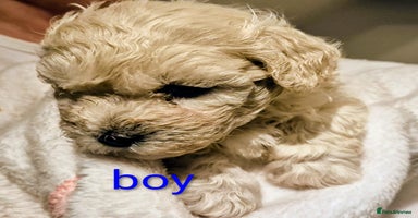 Maltipoo dogs - Advert 9