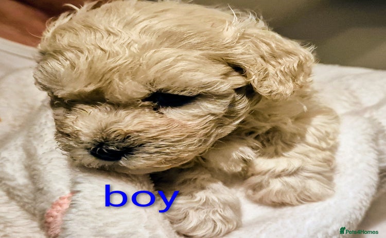 Maltipoo dogs - Advert 4