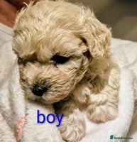 Maltipoo dogs - Advert 9