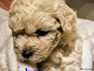 Maltipoo dogs - Advert 28
